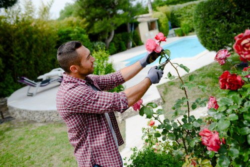 Professional tree lopping service in Westminster