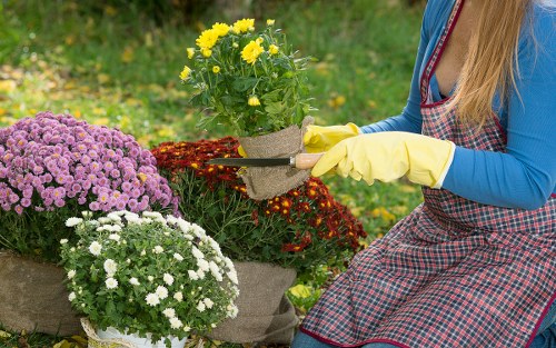 Pruned shrubs and flowering plants
