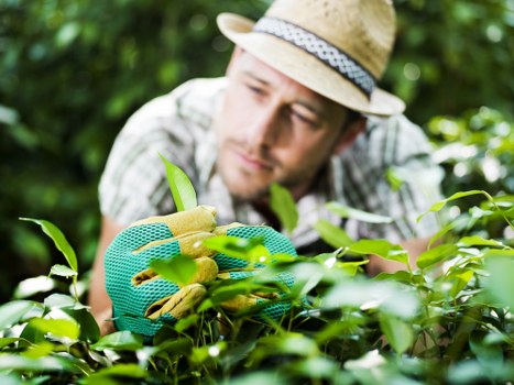 Lush green lawn maintained by landscaping services